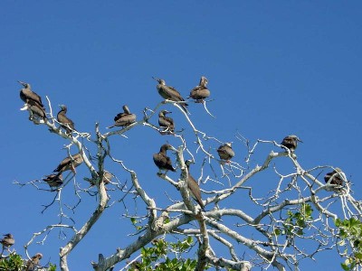 Bird Colony