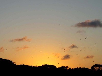Birds Gathering At Sunset