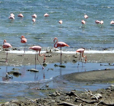 Bonaire Flamingoes