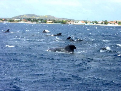 Pilot Whales In The Harbor