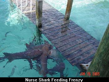 Nurse Shark Feeding Frenzy